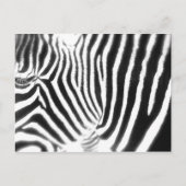 Zebra Briefkaart (Voorkant)