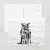 zebra briefkaart (Voorkant / Achterkant)