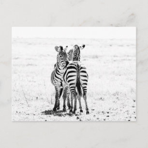 zebra briefkaart