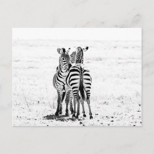 zebra briefkaart (Voorkant)