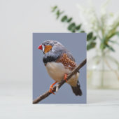 Zebra Briefkaart (Staand voorkant)