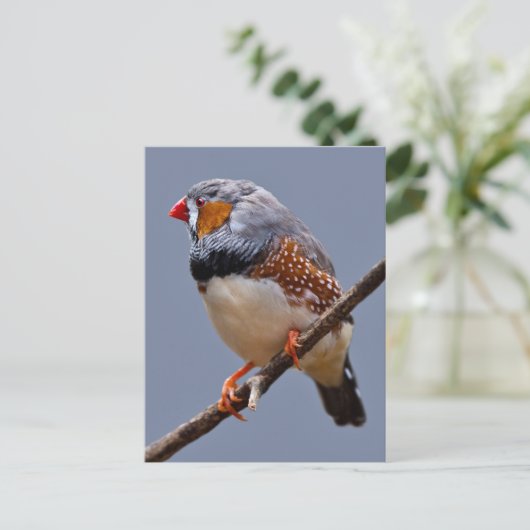 Zebra Briefkaart (Staand voorkant)