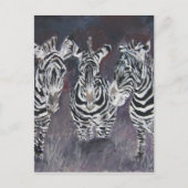 zebra briefkaart (Voorkant)