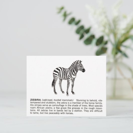 zebra briefkaart (Staand voorkant)