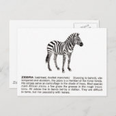 zebra briefkaart (Voorkant / Achterkant)