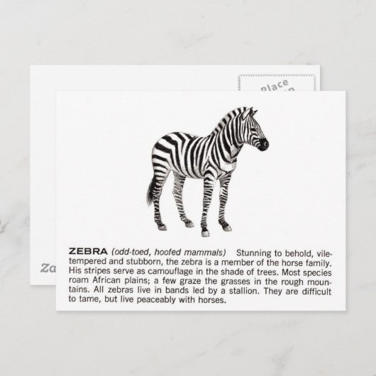 zebra briefkaart (Voorkant / Achterkant)