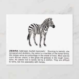 zebra briefkaart
