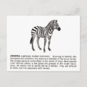 zebra briefkaart (Voorkant)