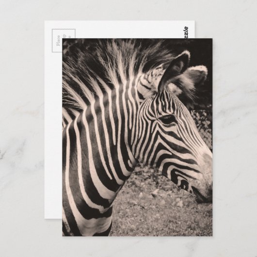 Zebra Briefkaart (Voorkant / Achterkant)