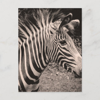 Zebra Briefkaart