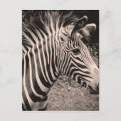 Zebra Briefkaart (Voorkant)