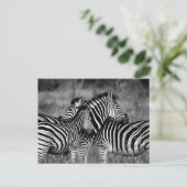 Zebra Briefkaart (Staand voorkant)