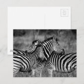 Zebra Briefkaart (Voorkant / Achterkant)