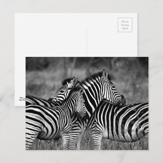 Zebra Briefkaart (Voorkant / Achterkant)