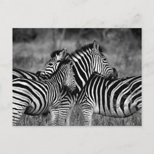 Zebra Briefkaart