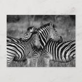 Zebra Briefkaart (Voorkant)