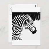 Zebra Briefkaart (Voorkant / Achterkant)