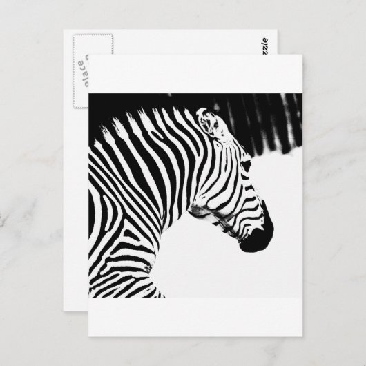 Zebra Briefkaart (Voorkant / Achterkant)