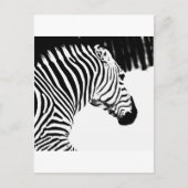Zebra Briefkaart (Voorkant)