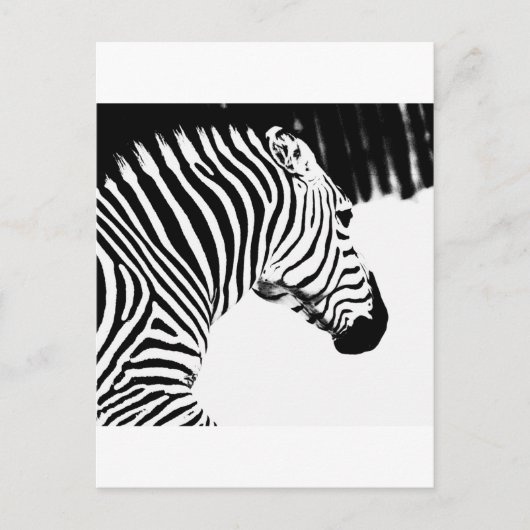 Zebra Briefkaart (Voorkant)