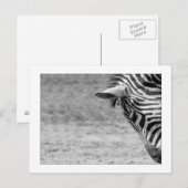 Zebra Briefkaart (Voorkant / Achterkant)