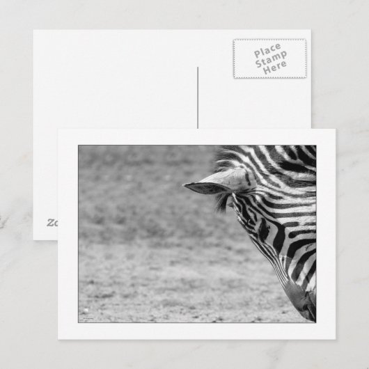 Zebra Briefkaart (Voorkant / Achterkant)
