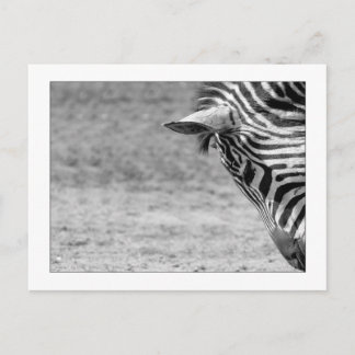 Zebra Briefkaart
