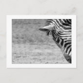 Zebra Briefkaart (Voorkant)