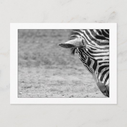 Zebra Briefkaart (Voorkant)