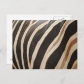 Zebra Briefkaart (Voorkant / Achterkant)