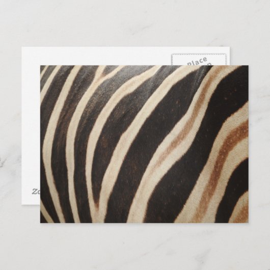 Zebra Briefkaart (Voorkant / Achterkant)