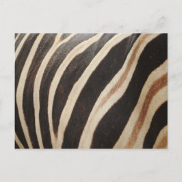 Zebra Briefkaart