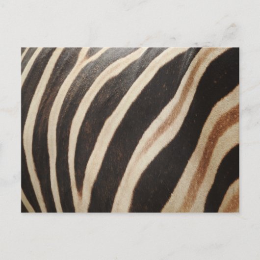 Zebra Briefkaart (Voorkant)