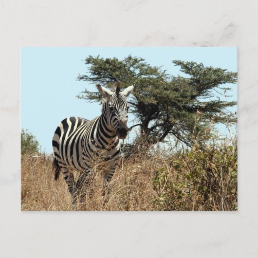 zebra briefkaart (Voorkant)