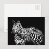 Zebra Briefkaart (Voorkant / Achterkant)
