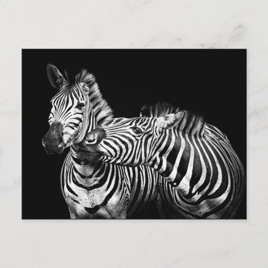 Zebra Briefkaart (Voorkant)