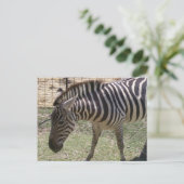 Zebra Briefkaart (Staand voorkant)