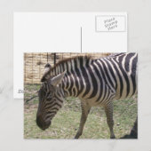 Zebra Briefkaart (Voorkant / Achterkant)