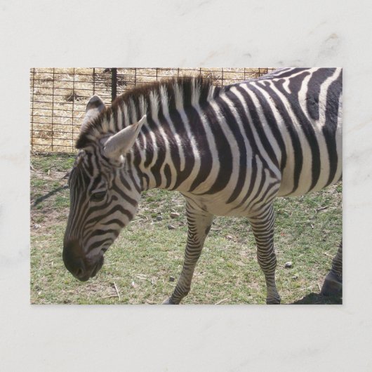 Zebra Briefkaart (Voorkant)