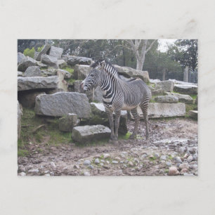 Zebra Briefkaart