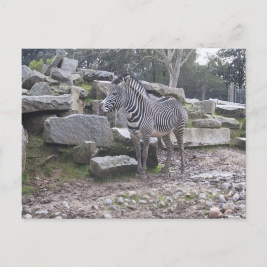 Zebra Briefkaart (Voorkant)