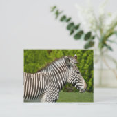 Zebra Briefkaart (Staand voorkant)