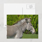 Zebra Briefkaart (Voorkant / Achterkant)