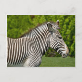 Zebra Briefkaart (Voorkant)