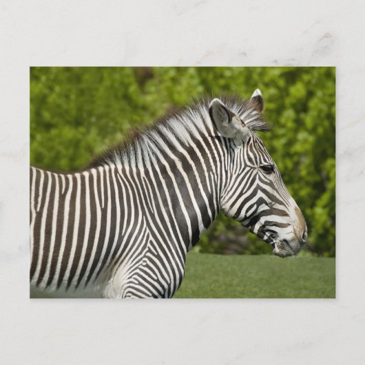 Zebra Briefkaart (Voorkant)