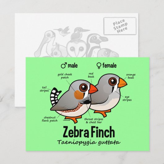 Zebra Briefkaart (Voorkant / Achterkant)