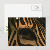 Zebra Briefkaart (Voorkant / Achterkant)