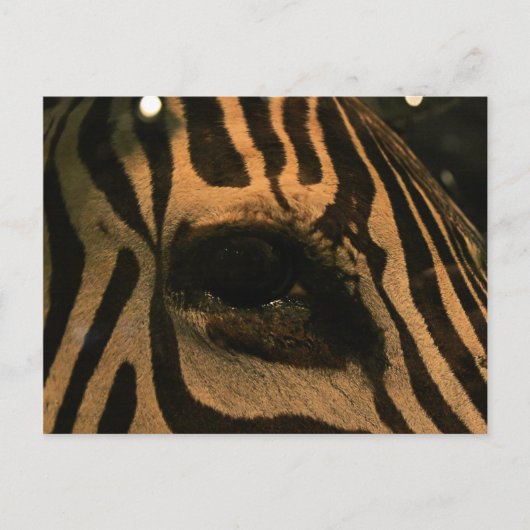 Zebra Briefkaart (Voorkant)