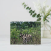 zebra briefkaart (Staand voorkant)