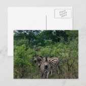 zebra briefkaart (Voorkant / Achterkant)